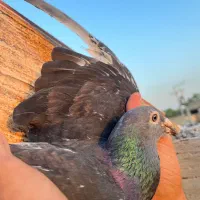 جان اردن سیلور خالص