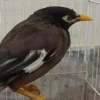 سلام یک جفت مرغ مینا واسه جوجه کشی خوبن