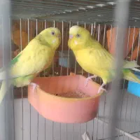 مرغ عشق|پرنده|تهران, سنائی|دیوار