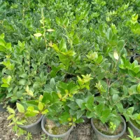 فروش انواع گل و گیاه|گل و گیاه طبیعی|رامسر, |دیوار