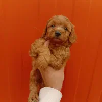 مالتی پو و پودل مینیاتوری|سگ|تهران, بوستان چیتگر|دیوار