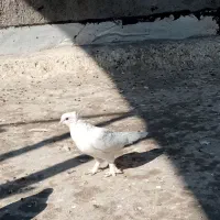 کفتر رواعب|پرنده|قم, نخودی|دیوار