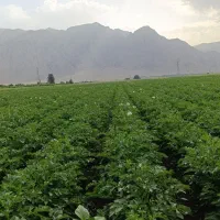 اجاره زمین میاندربند
