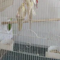 جفت عروس‌ هلندی مولد جوان مایل به معاوضه