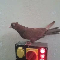 کبوتر ماده سرخ