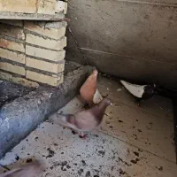 کبوتر|پرنده|مسجد سلیمان, |دیوار