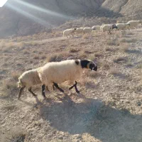 قوچ کاردورگ شیرازی|حیوانات مزرعه|ماهان, |دیوار