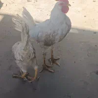 خروس
