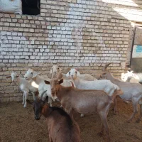 بزسانن اصلی|حیوانات مزرعه|جلگه رخ, |دیوار