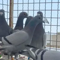 پلاکی مسافتی
