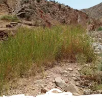 پشم بریدن میش