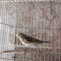 جوجه سره قناری