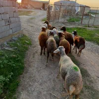 ده راس توقلی جنس خوب ماده|حیوانات مزرعه|سیمین شهر, |دیوار