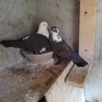 کبوتر تزئینی