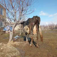 گاو گوساله|حیوانات مزرعه|سیلوانه, |دیوار