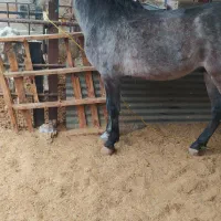 اسب کرد|اسب و تجهیزات اسب‌سواری|کهریزک, |دیوار