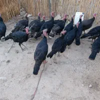 بقلمونن|حیوانات مزرعه|گرگان, |دیوار