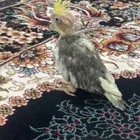 جوجه ۳۰ روزه عروس هلندی