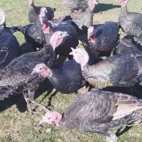 فروش بوقلمون|حیوانات مزرعه|چالدران, |دیوار