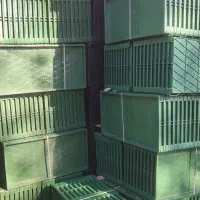 سینی نشا جعبه نشا