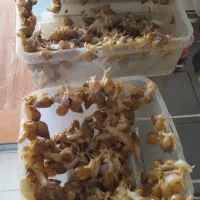 حلزون اچاتینا البینو|خزنده|پردیس, فاز ۱|دیوار