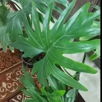 گل زیبای برگ انجیری(سایز بزرگ)