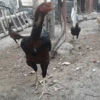 فروش مرغ و خروس لاری و محلی|حیوانات مزرعه|بناب, |دیوار