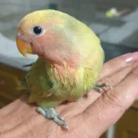 دوتا طوطی برزیلی اوپال ،اهلی|پرنده|ارومیه, |دیوار