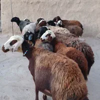 فروش۱۴راس شیشک میش درج یک مهربان افشار همه آبستان