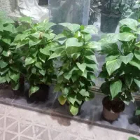 به یک نفر خانم جهت نظافت منزل نیازمندم