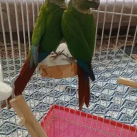 طوطی گرینچیک|پرنده|زنجان, |دیوار