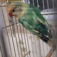 کوتوله برزیلی