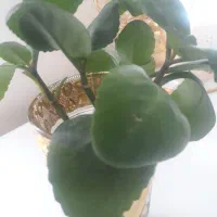 گل گیاه|گل و گیاه طبیعی|گچی, |دیوار