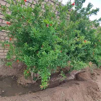 چهار دیواری سوله انباری خونه ویلایی دامداری