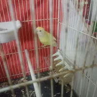 کوتوله قفس چوبی