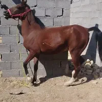 اسب|اسب و تجهیزات اسب‌سواری|مبارکه, |دیوار