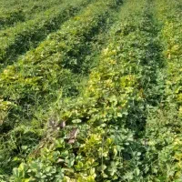 نهال توت فرنگی سابرینا|گل و گیاه طبیعی|خان ببین, |دیوار