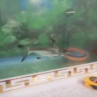 ماهی ردتیل و پهن کوسی شکاری|ماهی|تهران, هاشمی|دیوار