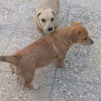 گمشده به عبارتی ربوده شده شهرک مهاجران