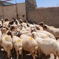 گوسفند کشتاری