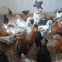 حراج انواع جوجه نژاد دار