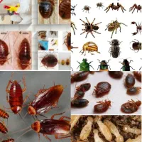 سمپاشی باضمانت کتبی صددرصد تضمینی ساس وسوسک