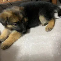 ژرمن شپرد ورکلاین