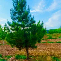 ۵۹۰ متری/ گوارشک سرمایه‌گذاری درختکاری شاهنامه|فروش زمین و ملک کلنگی|مشهد, درزآب|دیوار