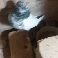 یه جفت کفتر