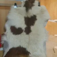 پوست بز نو نو