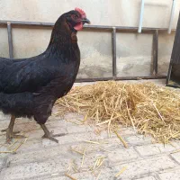 مرغ سیاه محلی تخم گزار