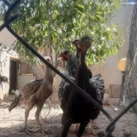 مرغ و خروس رسمی و لاری اصیل|حیوانات مزرعه|مشهد, توس (بلوار توس)|دیوار