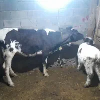 گاو با گوساله دورگه