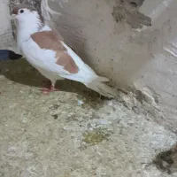 دو کفتر ساد زرد ساد سیاه